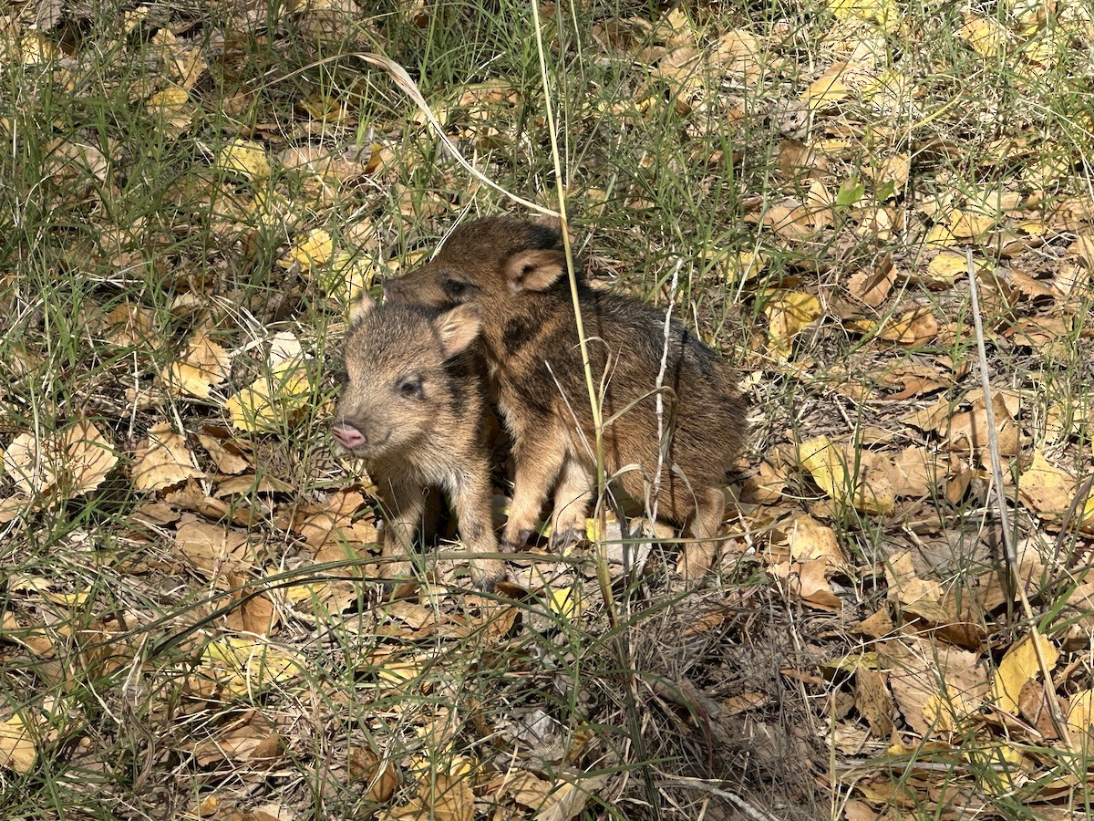 Animali - ML645673957