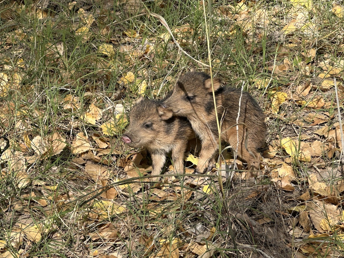 Animali - ML645673958