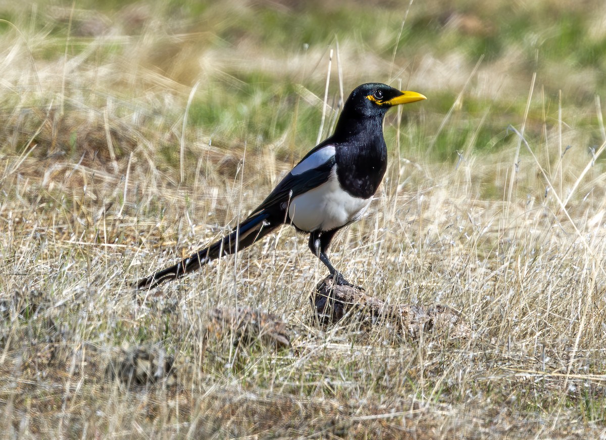 Yellow-billed Magpie - ML645673965