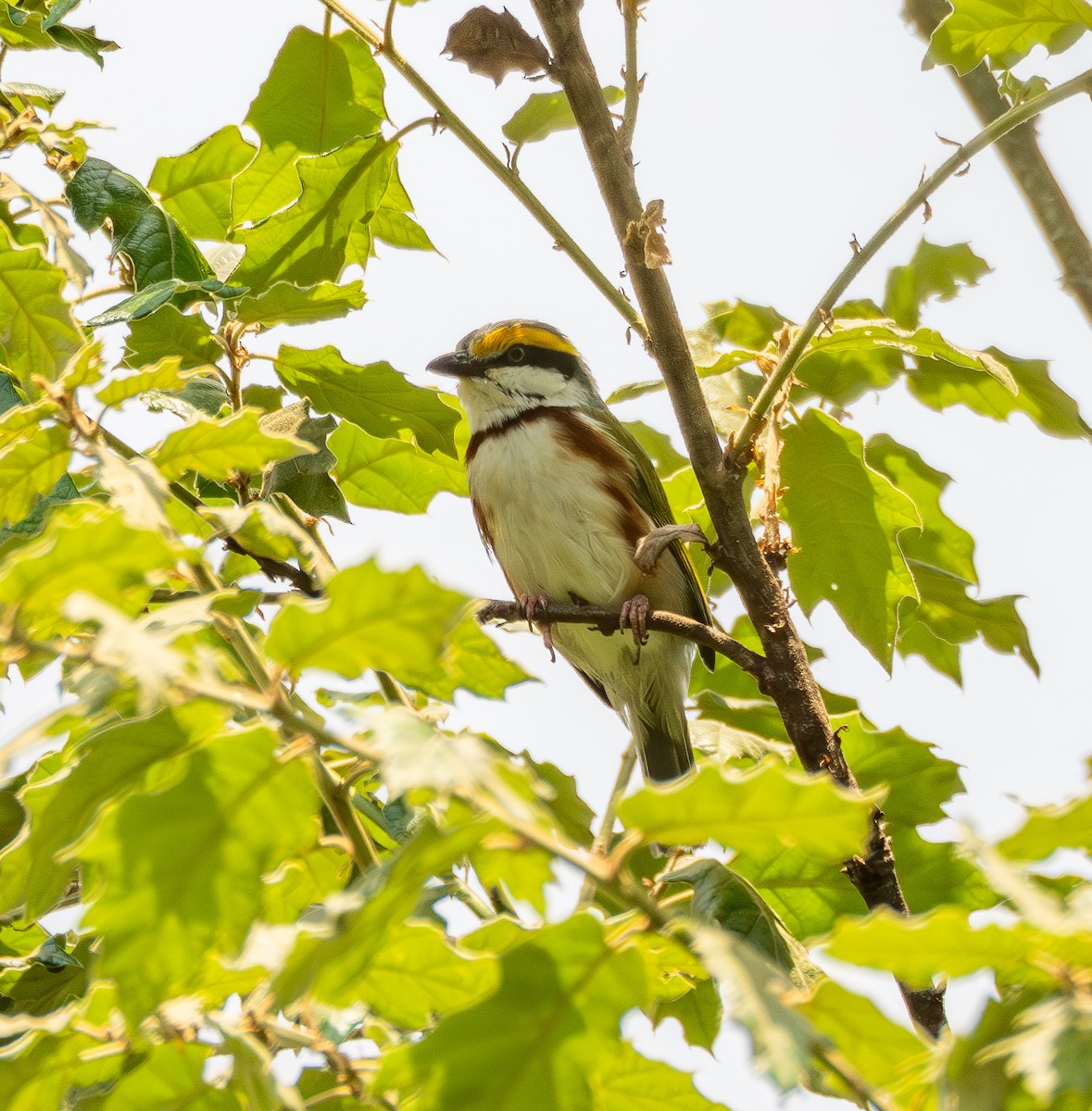 Chestnut-sided Shrike-Vireo - ML645673981