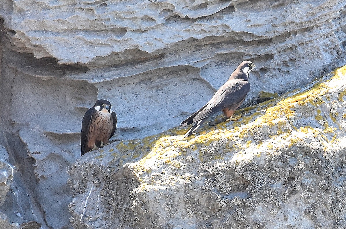 Eleonora's Falcon - ML645673984