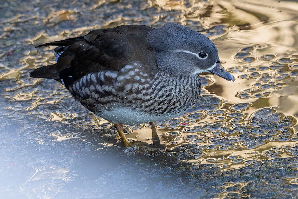 Mandarin Ördeği - ML645673988