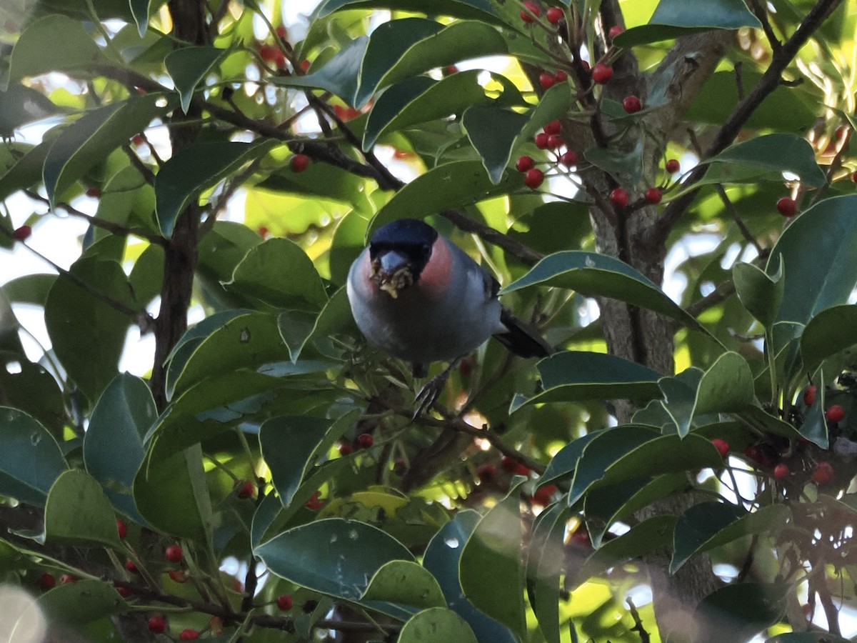 Eurasian Bullfinch - ML645673990