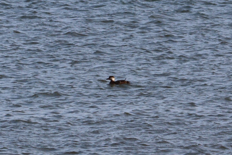 turpan žlutozobý - ML645674011