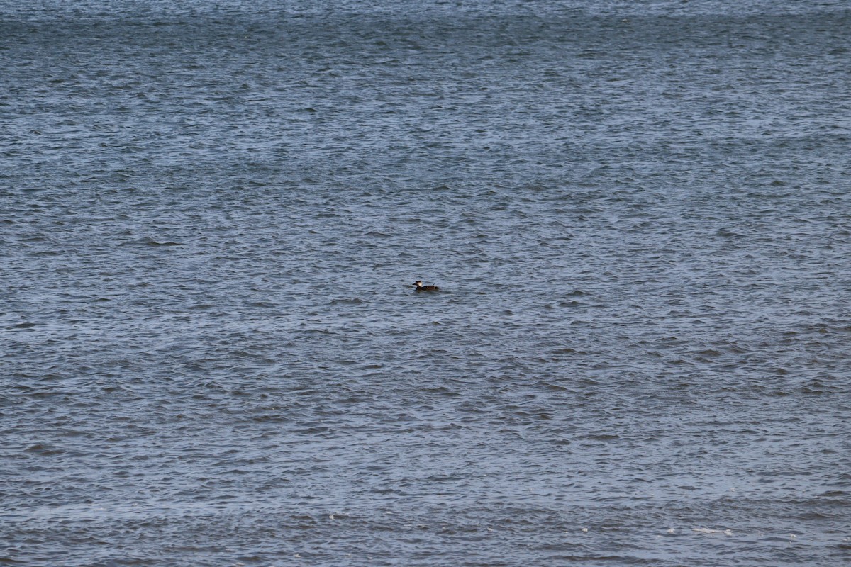 turpan žlutozobý - ML645674012