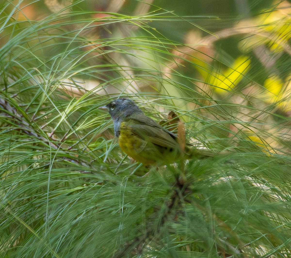 MacGillivray's Warbler - ML645674013
