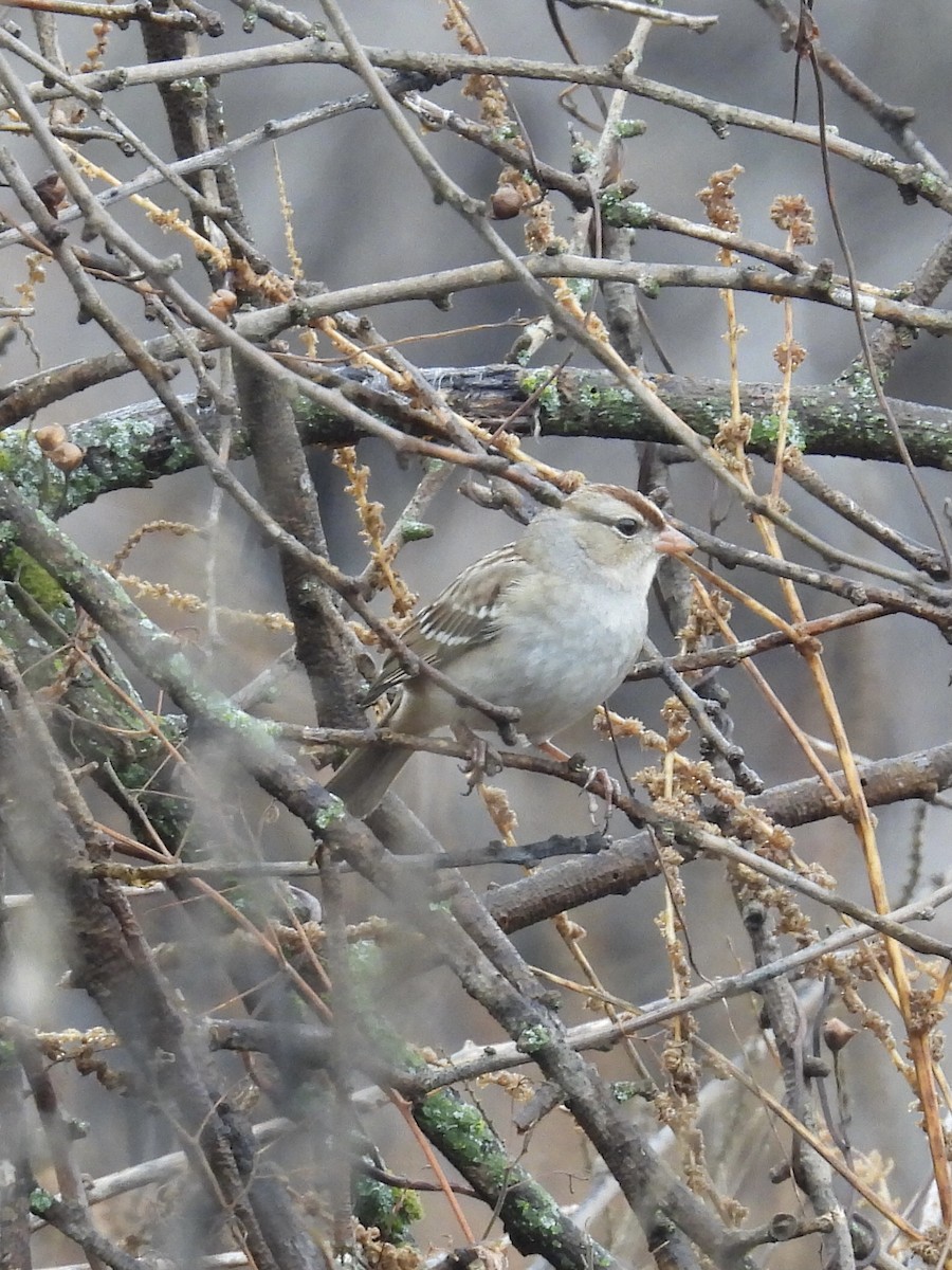 White-crowned Sparrow - ML645674029