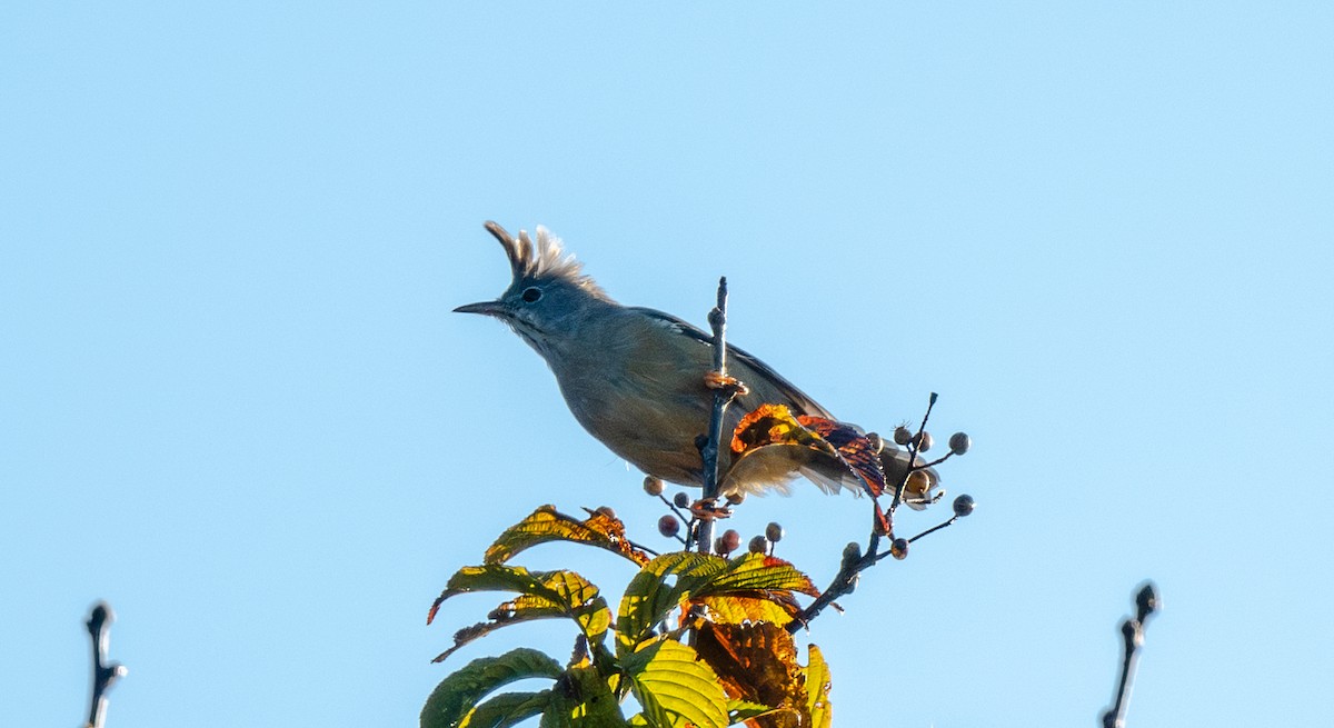 Югина темнокрила - ML645674030