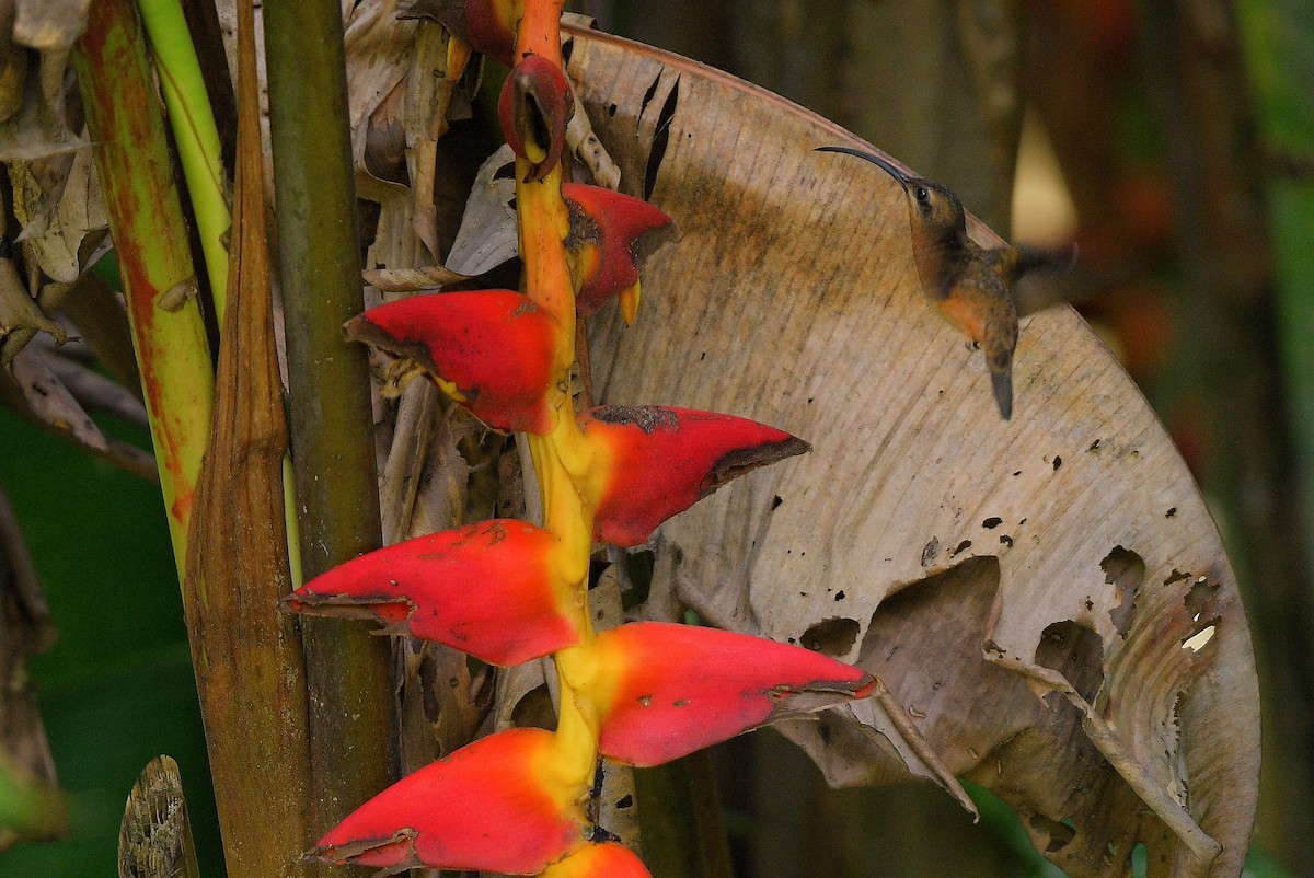 Bronzy Hermit - ML645674043