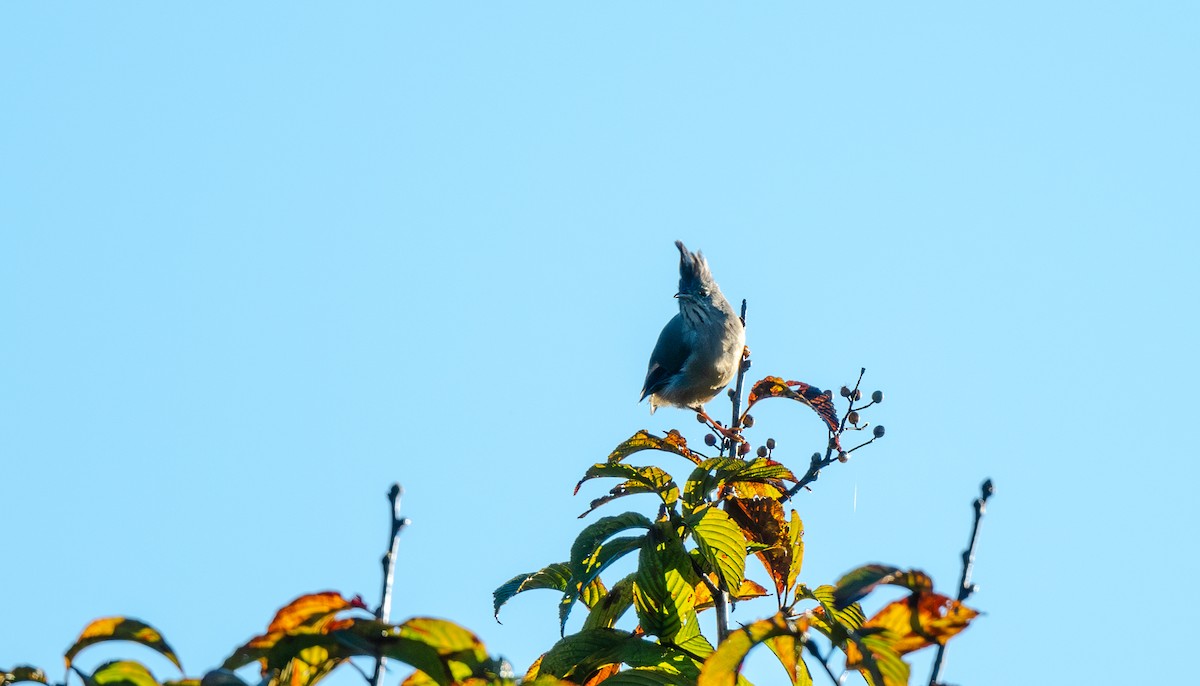 Югина темнокрила - ML645674044