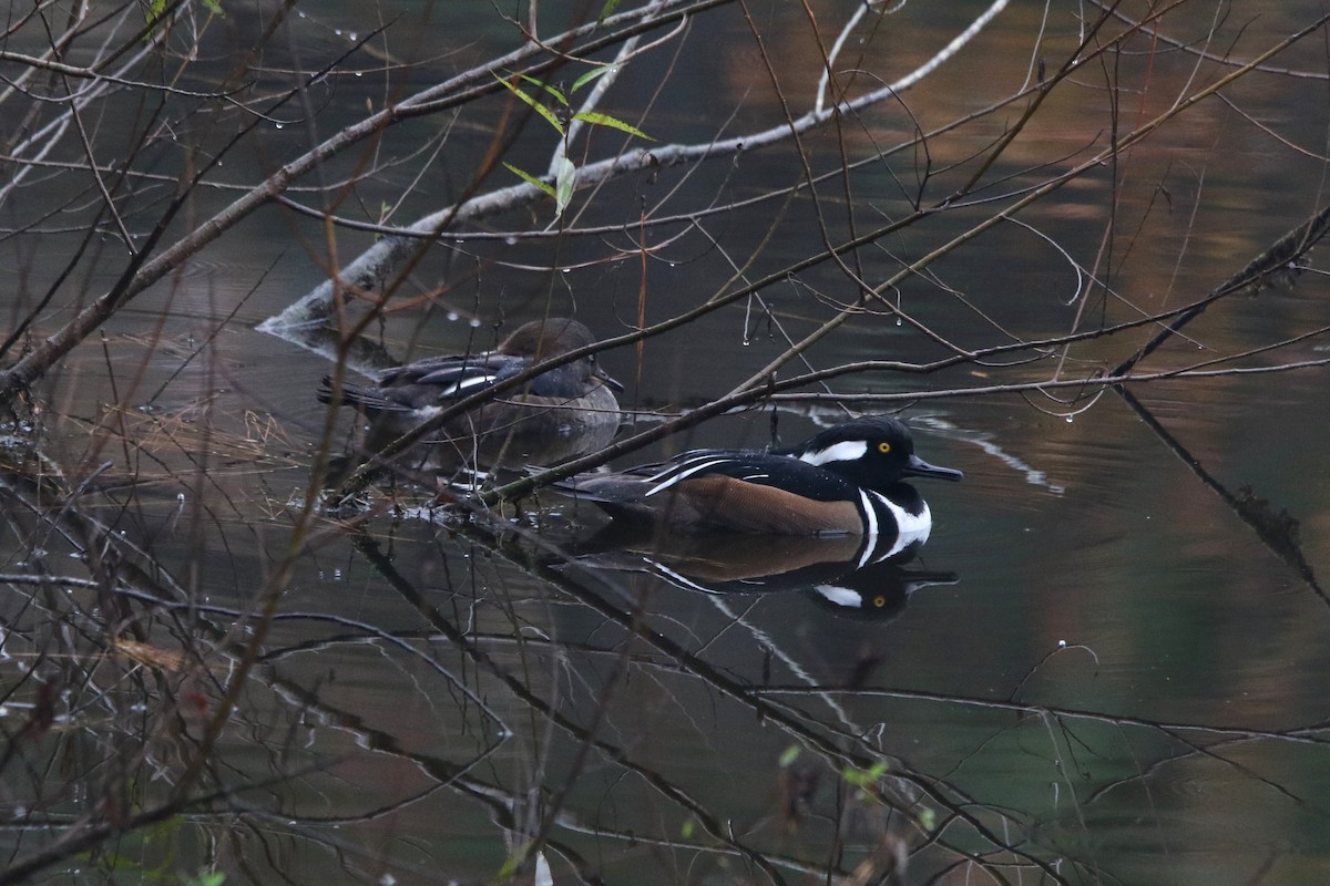 morčák chocholatý - ML645674045