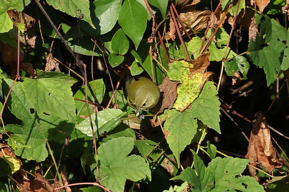 Червоїд світлобровий - ML645674046