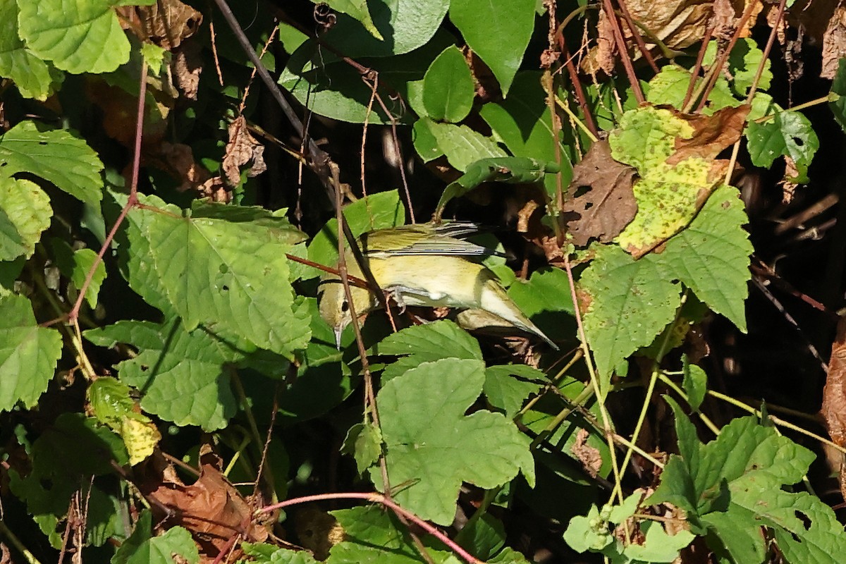 Червоїд світлобровий - ML645674047