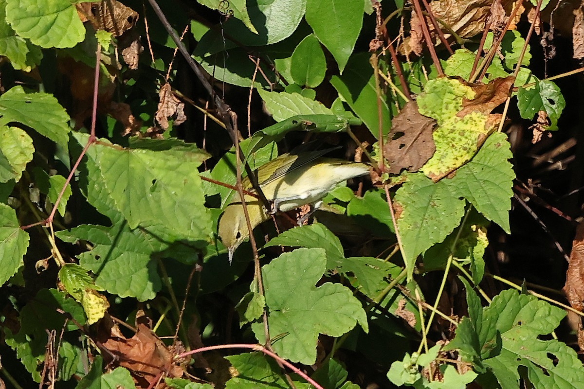 Червоїд світлобровий - ML645674048