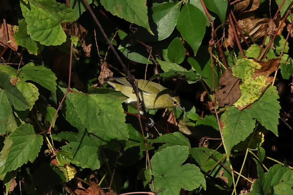 Червоїд світлобровий - ML645674049