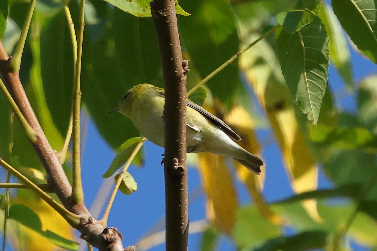 Червоїд світлобровий - ML645674050