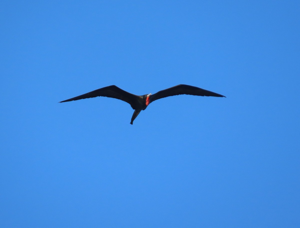 アメリカグンカンドリ - ML645674062