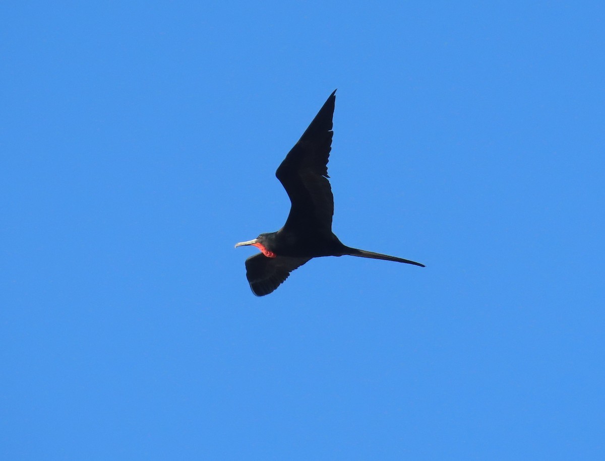 アメリカグンカンドリ - ML645674065