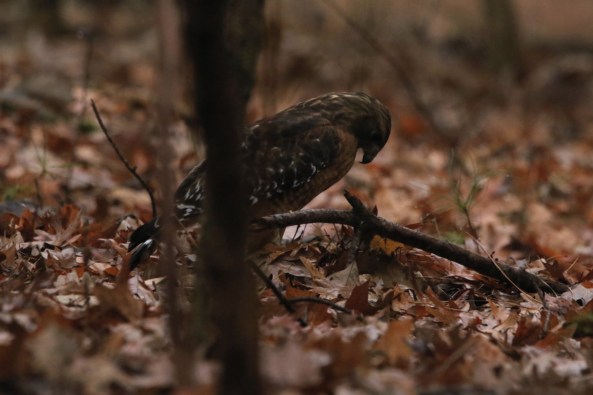 káně páskovaná - ML645674072