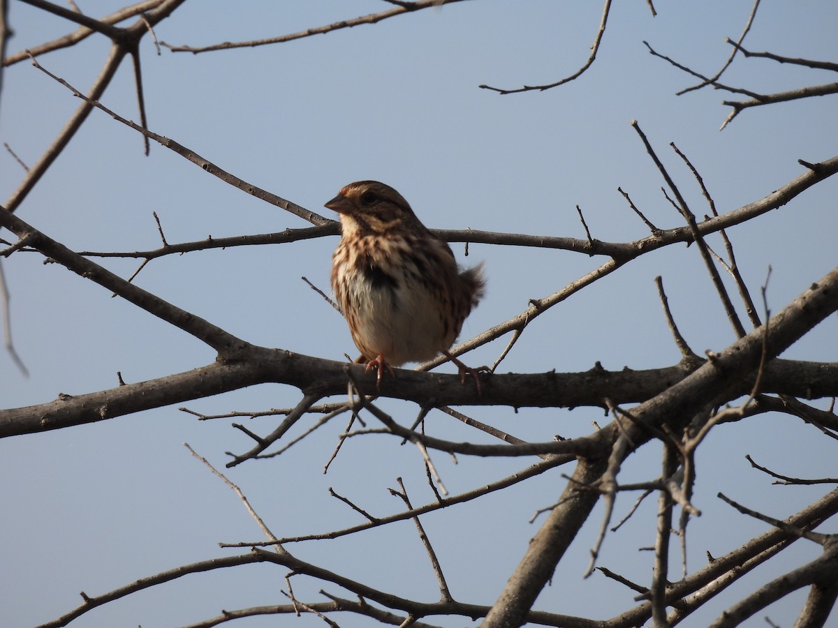 Song Sparrow - ML645674075
