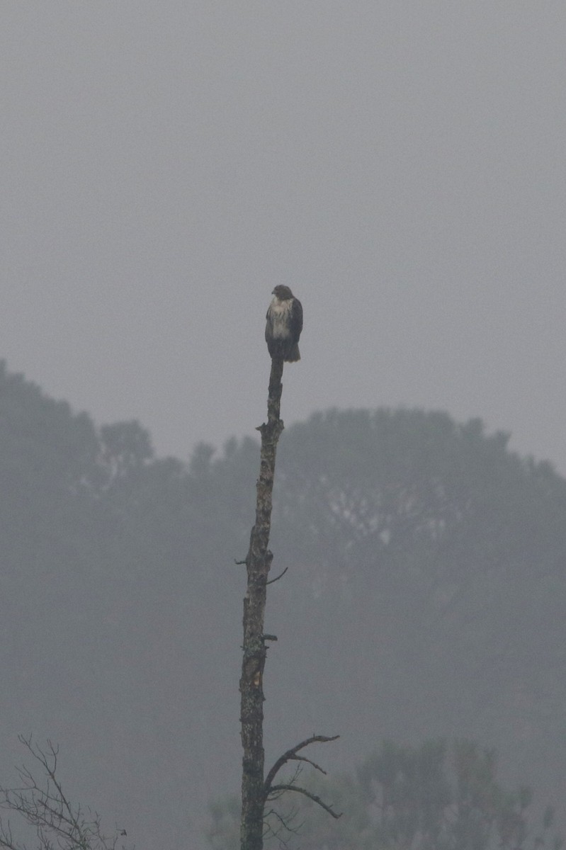 káně rudochvostá - ML645674087