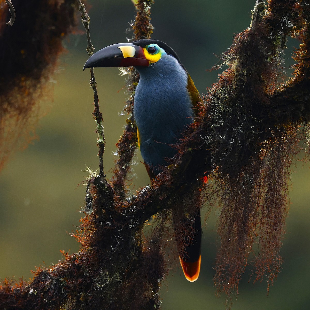 Plate-billed Mountain-Toucan - ML645674095