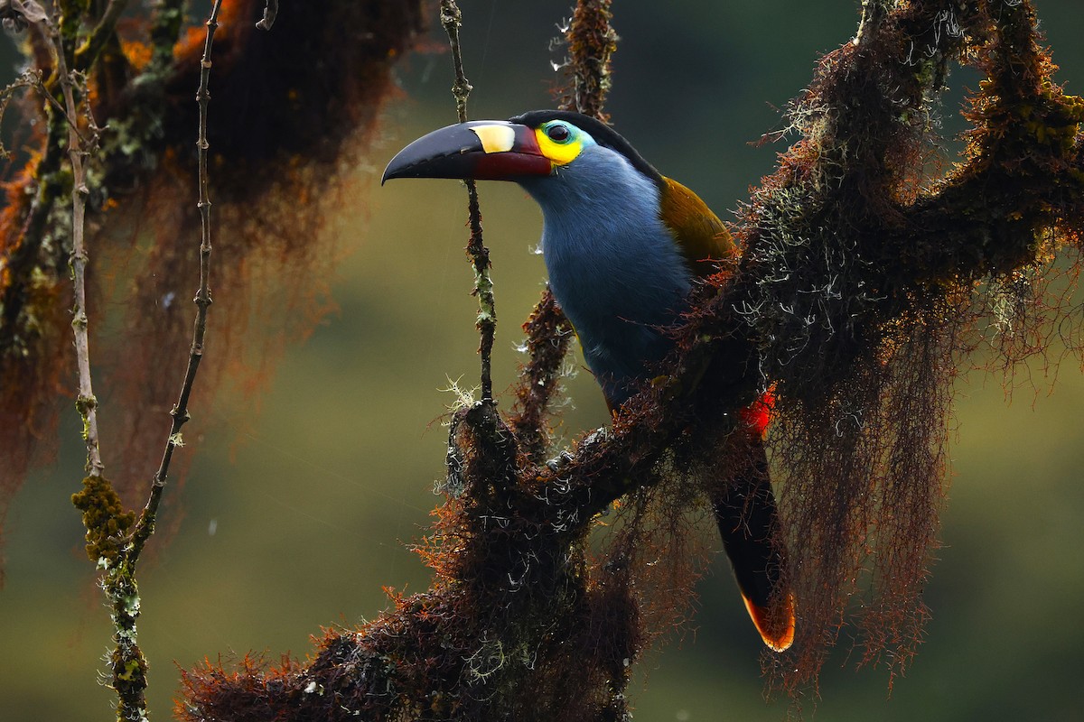 Plate-billed Mountain-Toucan - ML645674096