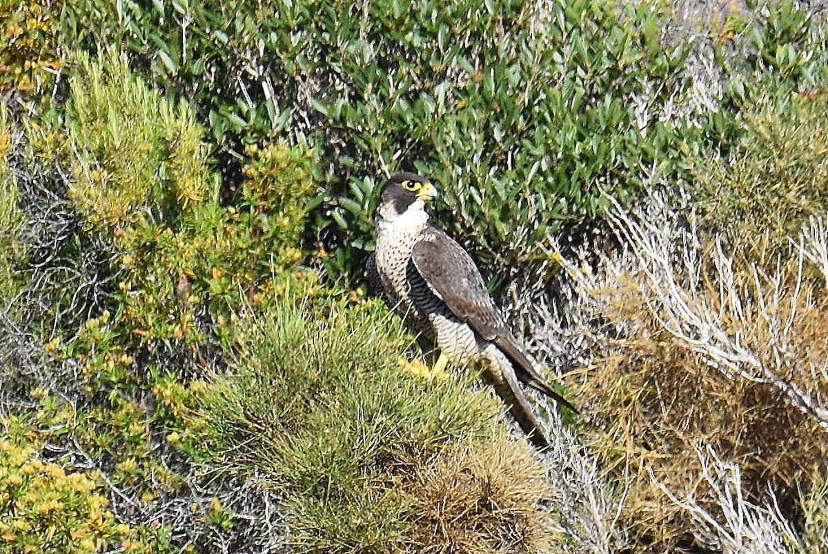 Peregrine Falcon - ML645674098