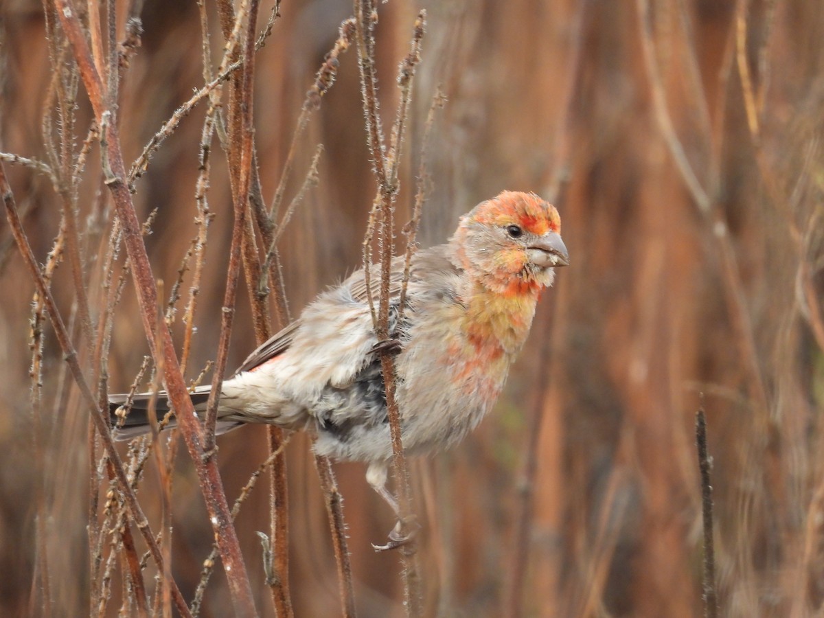 House Finch - ML645674123