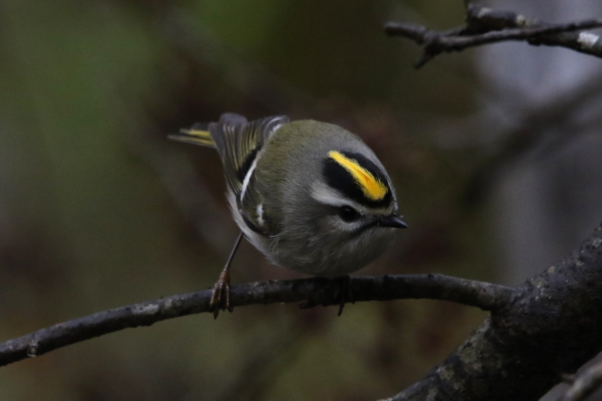 králíček zlatohlavý - ML645674124