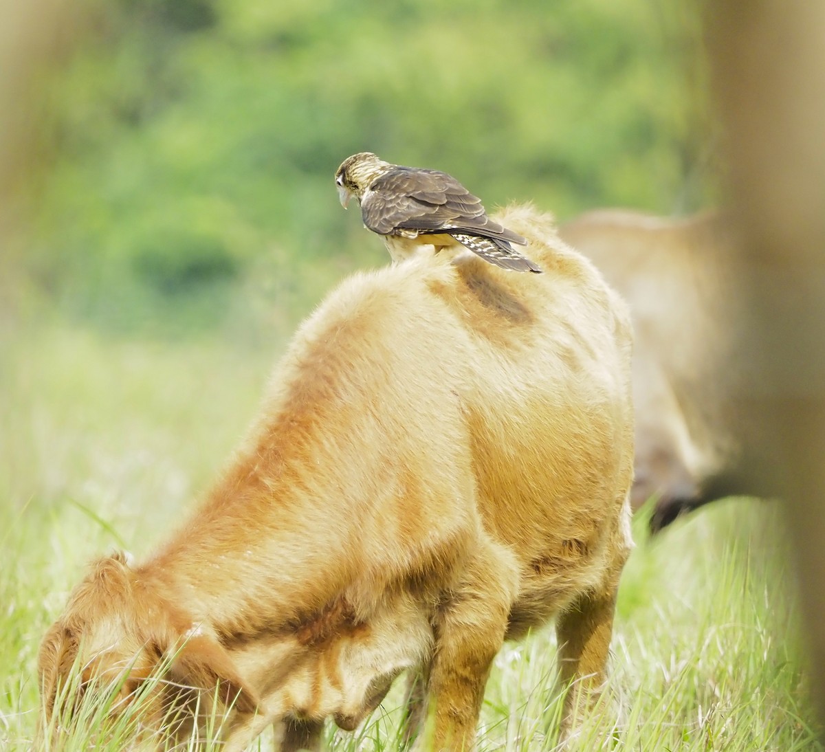 Yellow-headed Caracara - ML645674126