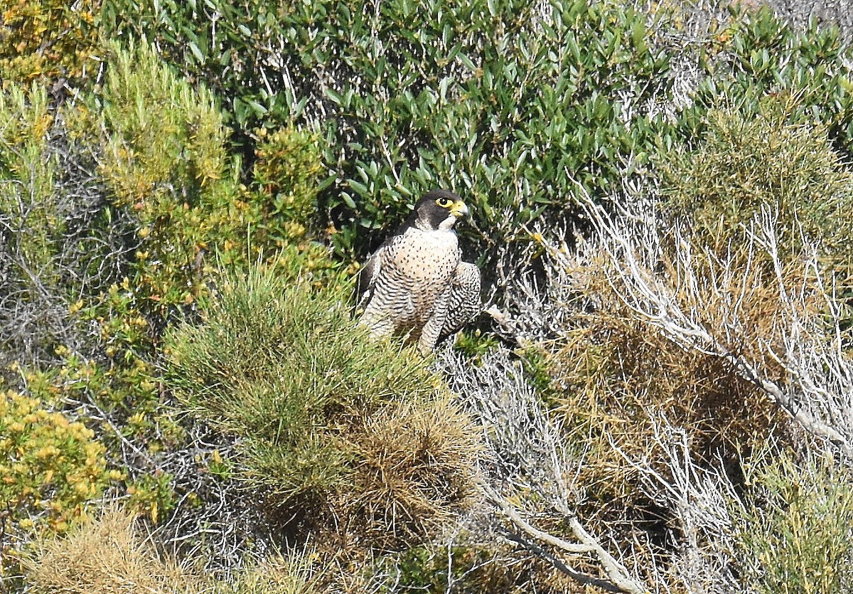Peregrine Falcon - ML645674129