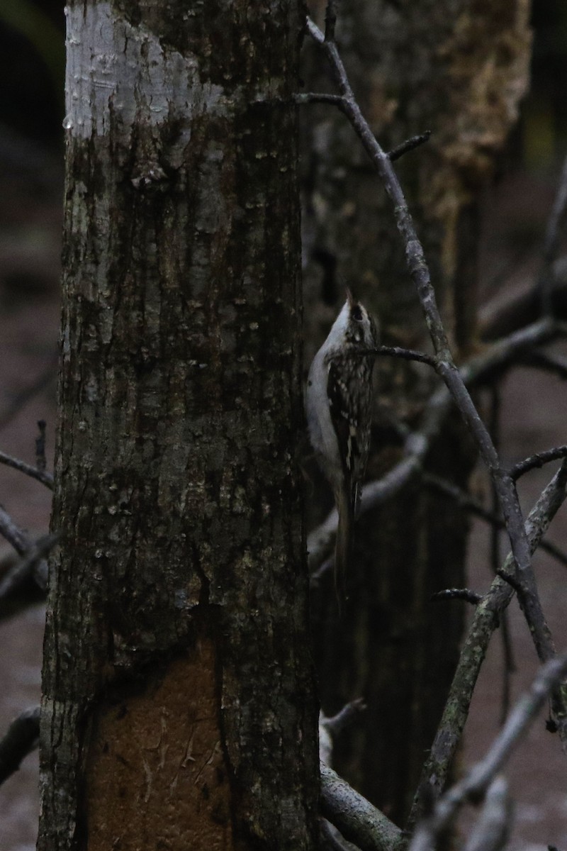 šoupálek americký - ML645674132