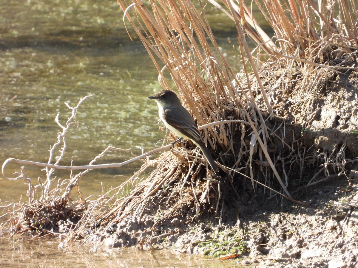 Eastern Phoebe - ML645674137