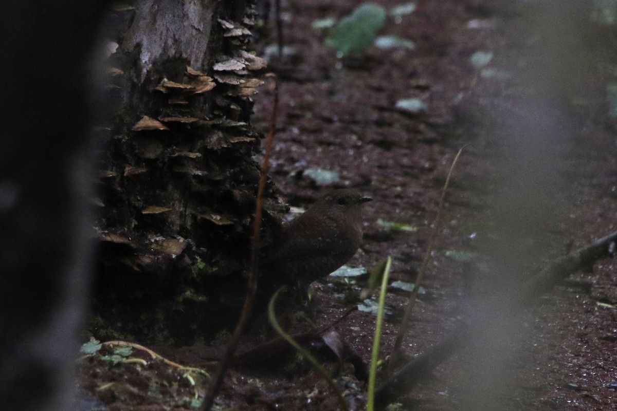 střízlík kanadský - ML645674138