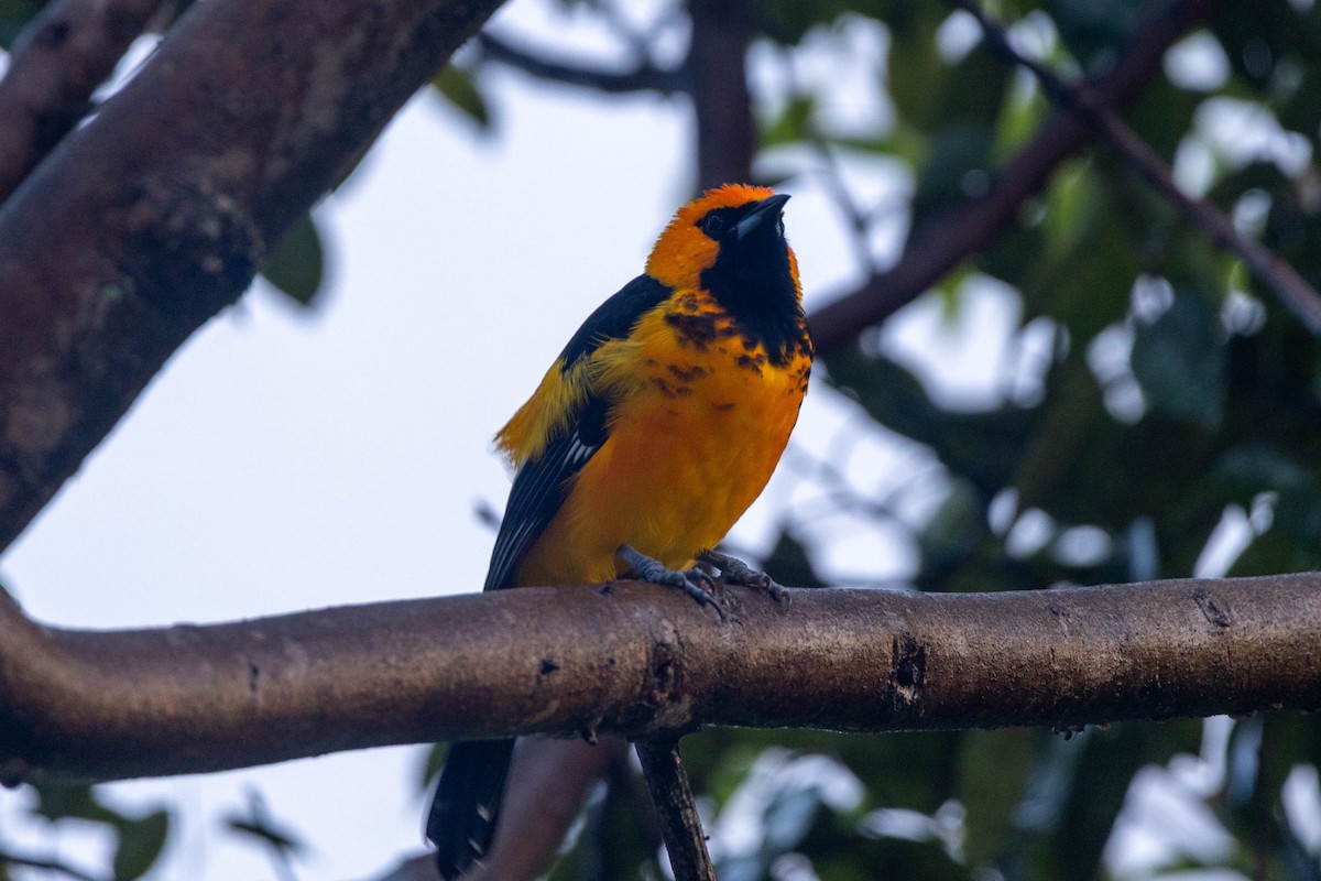 Spot-breasted Oriole - ML645674140