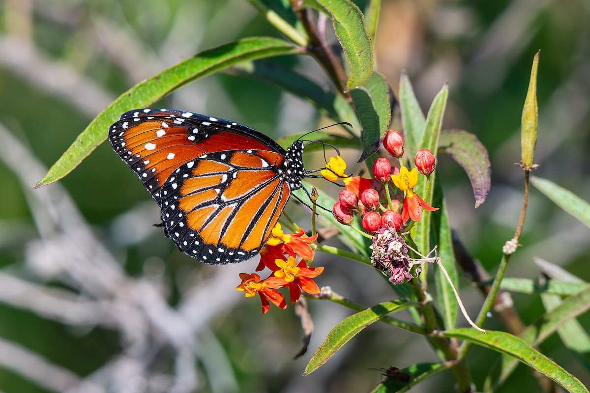 Florida Queen - ML645674152