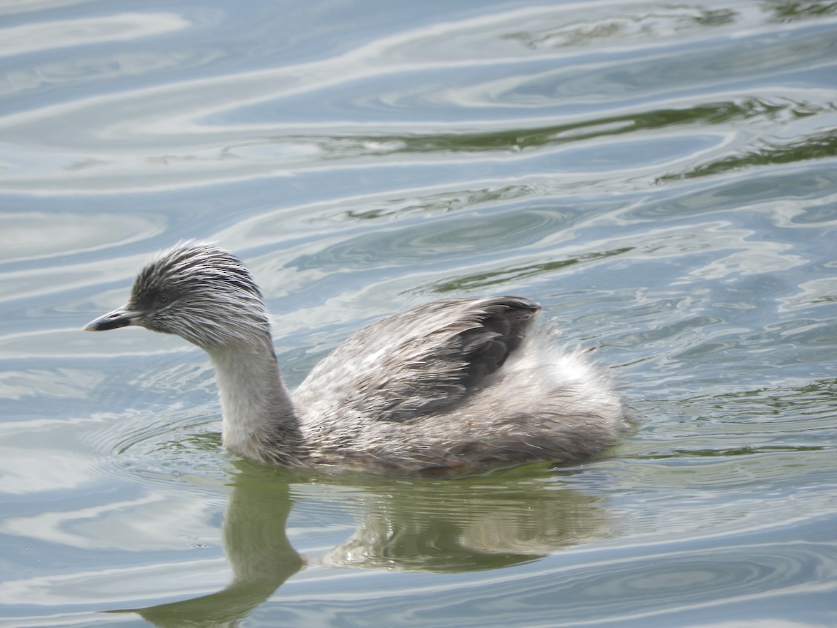 Hoary-headed Grebe - ML645674154