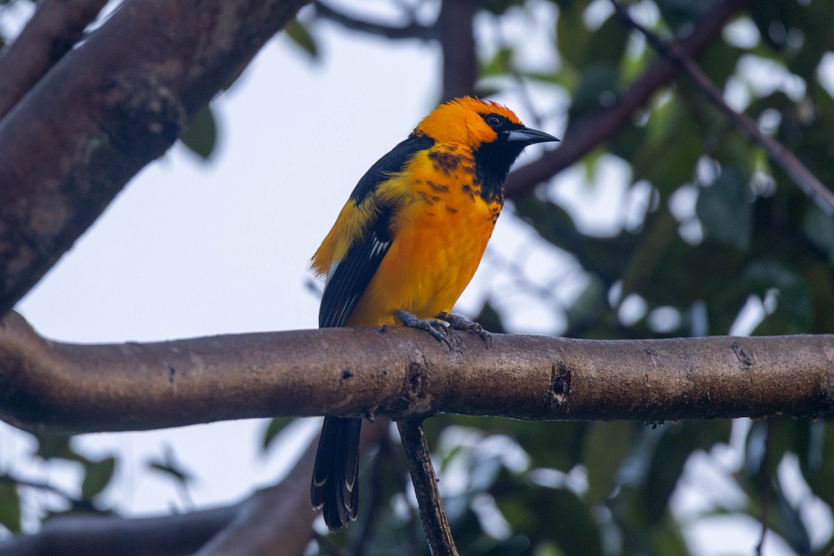 Spot-breasted Oriole - ML645674155
