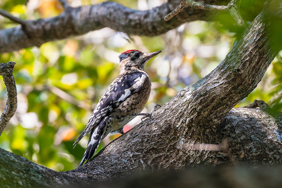 Yellow-bellied Sapsucker - ML645674157