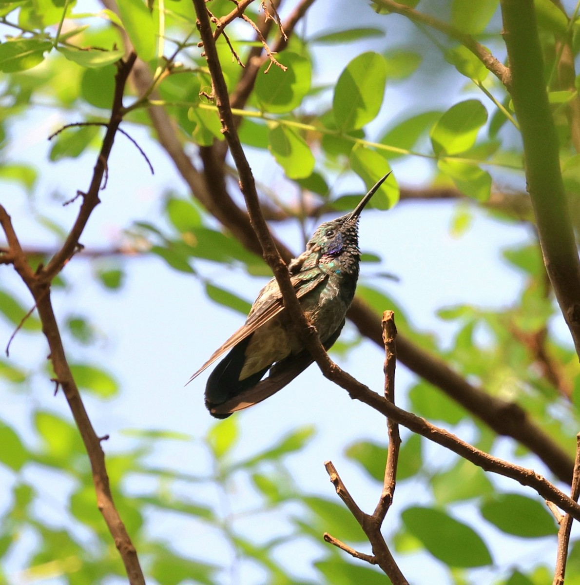 White-vented Violetear - ML645674158