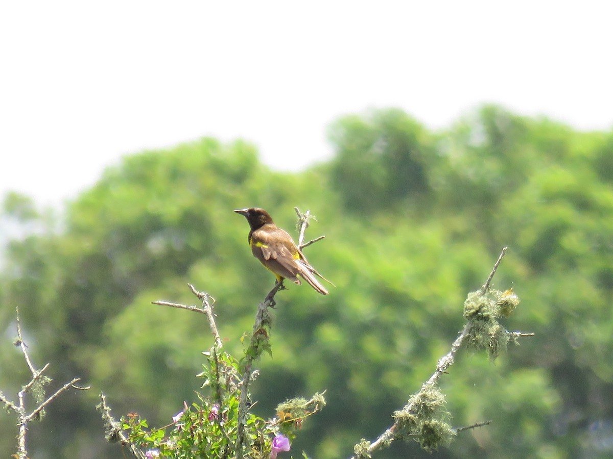 Yellow-rumped Marshbird - ML645674165