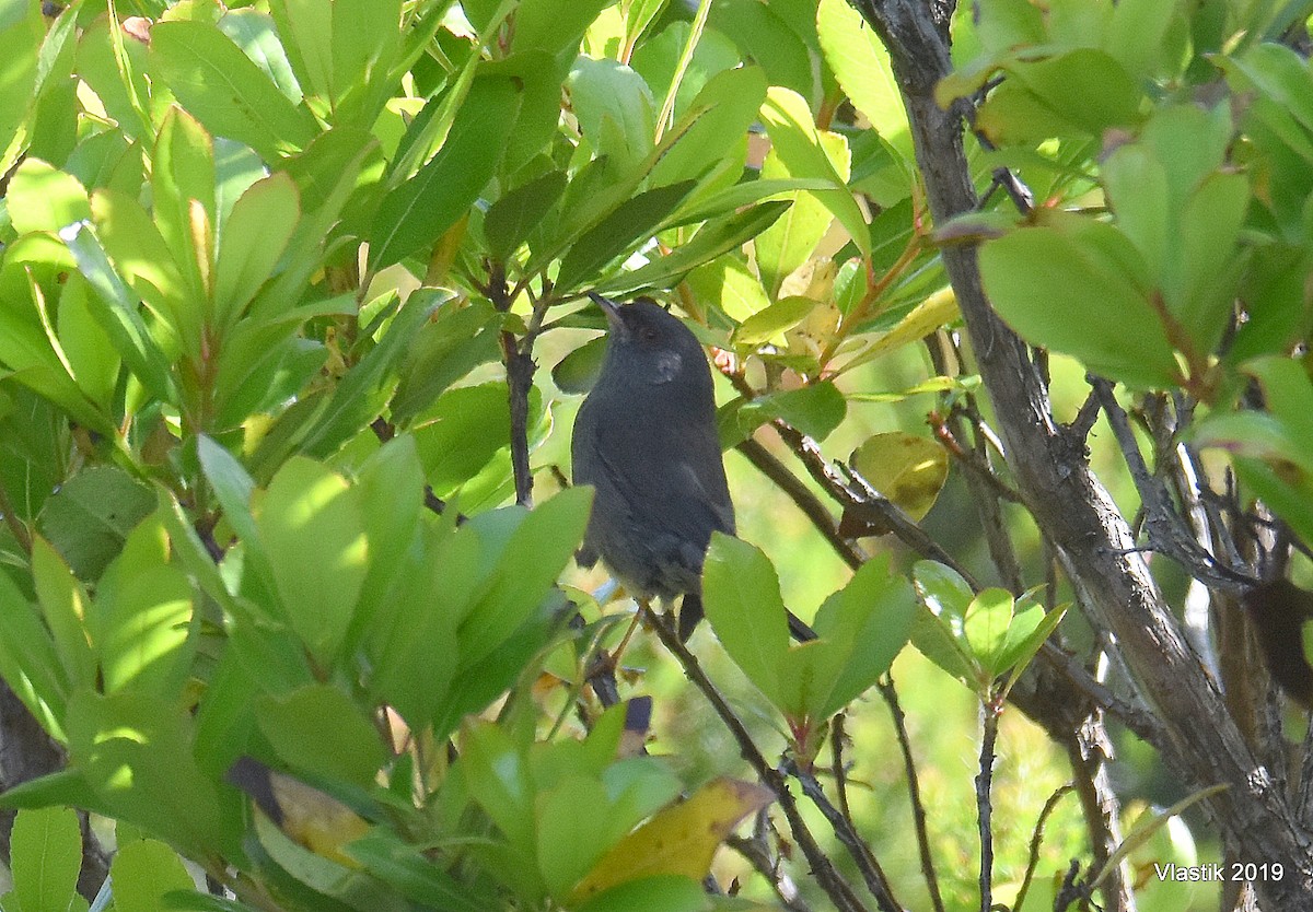 Marmora's Warbler - ML645674166