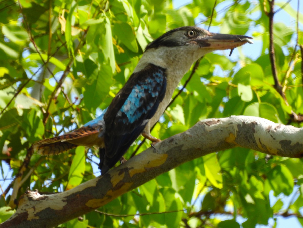 Cucaburra Aliazul - ML645674167