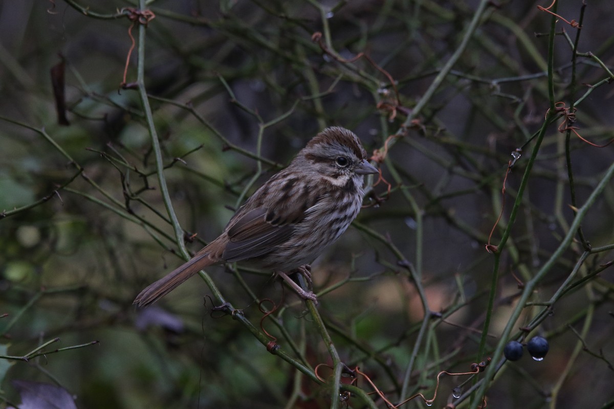 strnadec zpěvný - ML645674171