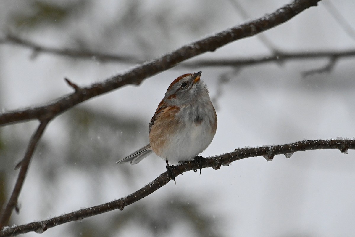 American Tree Sparrow - ML645674178