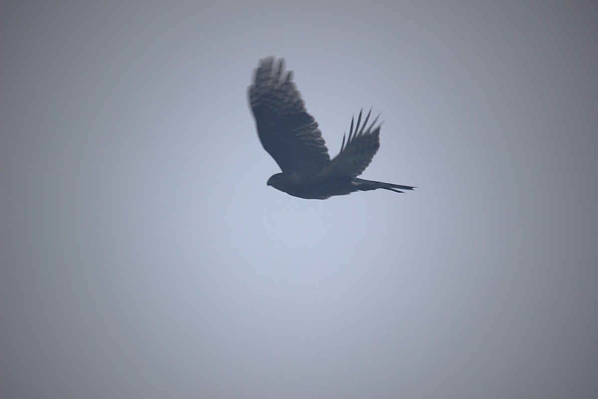 Cooper's Hawk - ML645674181