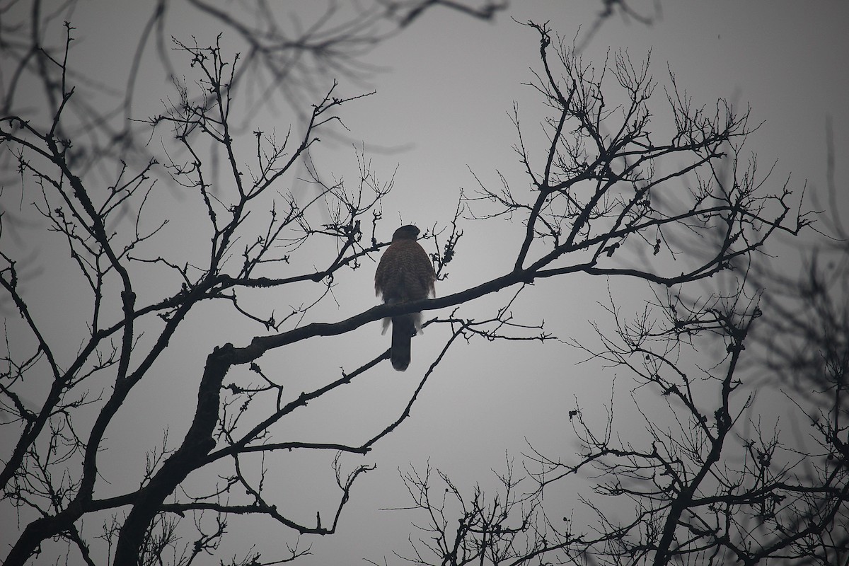 Cooper's Hawk - ML645674182