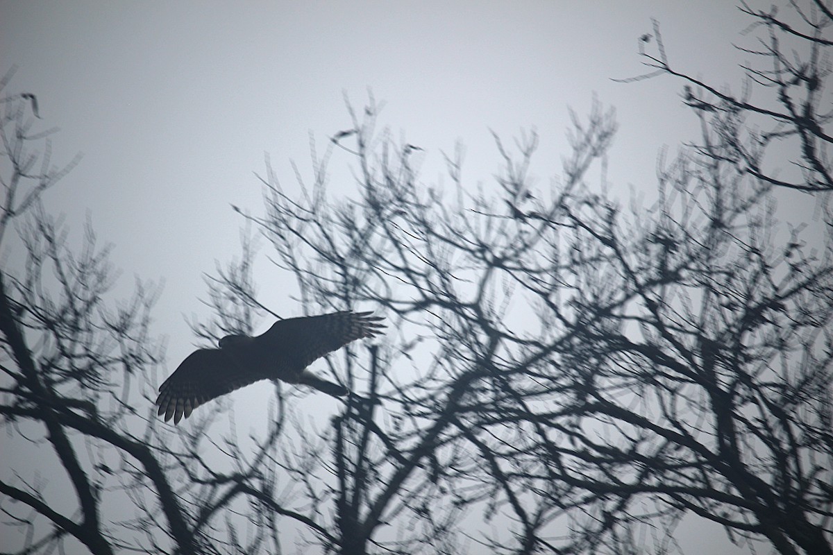 Cooper's Hawk - ML645674183