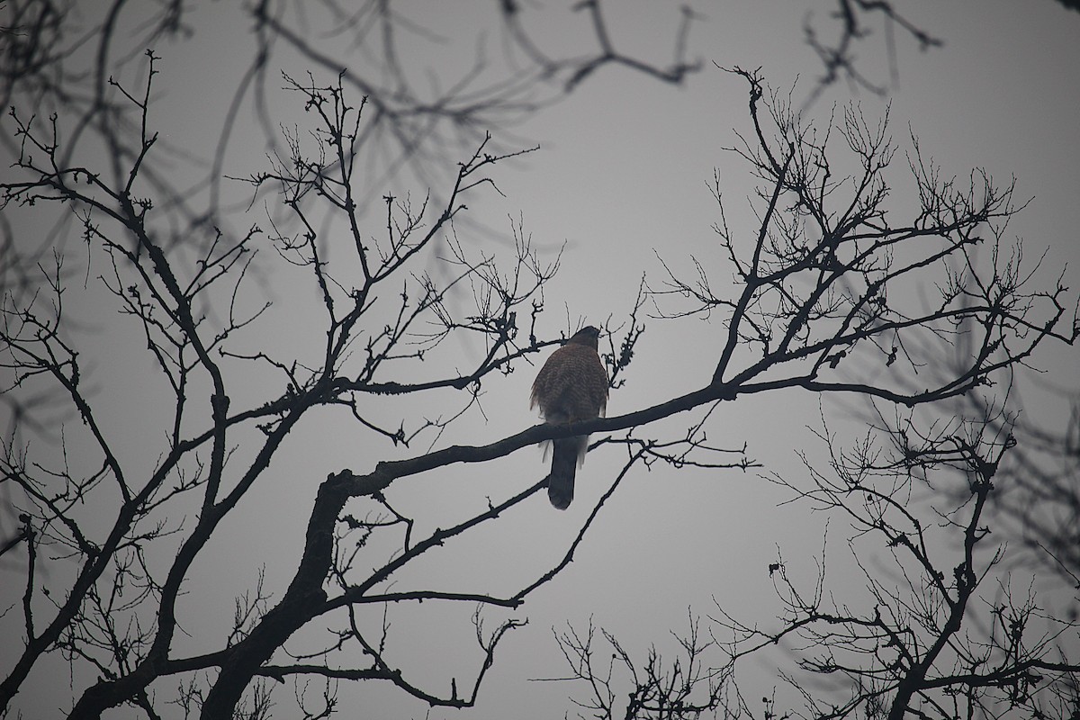 Cooper's Hawk - ML645674184